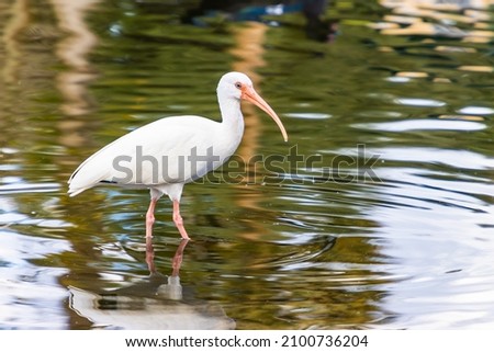 White ibis wild bird wading and swimming  in Florida pond