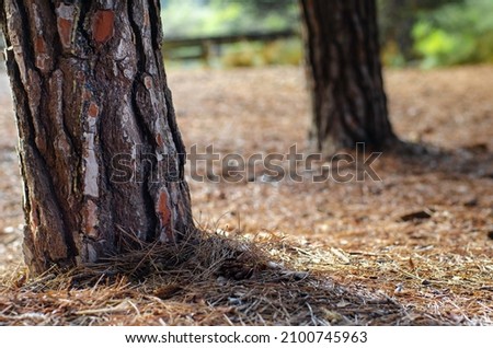 stock photo of an old chopped tree with shallow depth of field. with brown and red bark. land full of leaves and dry branches