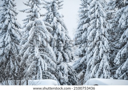 Natural background of winter cold nature. The trees in the mountains are covered with snow.
