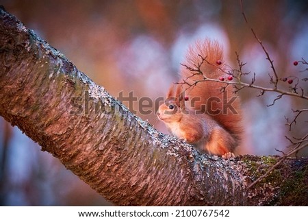 Curious squirrel, sciurus vulgaris, sitting on tree Squirrel on moss-covered tree in the red sunset. Red squirrel sitting on a tree in the forest. Beautiful squirrels. Animal in the nature habitat.