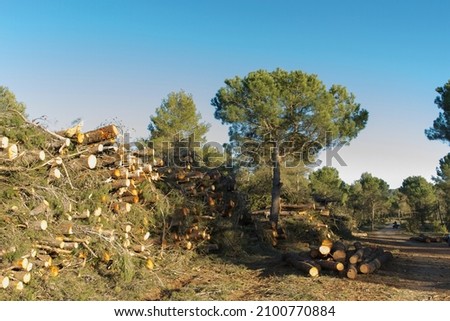 deforestation of pine trees in a forest on a sunny afternoon