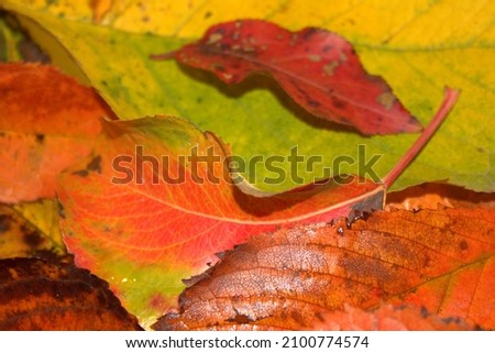 Fallen colored autumn leaves.Desktop, background, texture, wallpaper - autumn colorful leaves: yellow, red, orange.