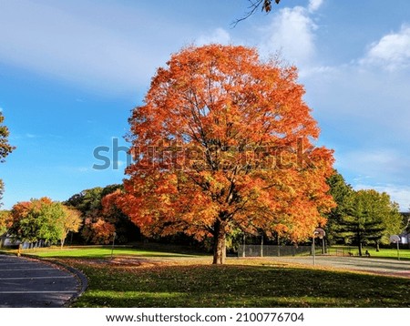 Fall foliage in the park