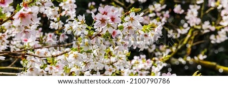  Japanese Flowering Cherry, Oriental Hill Cherry tree. Prunus serrulata Cherry blossom in garden. Banner. Beautiful Japanese cherry flowers in spring.