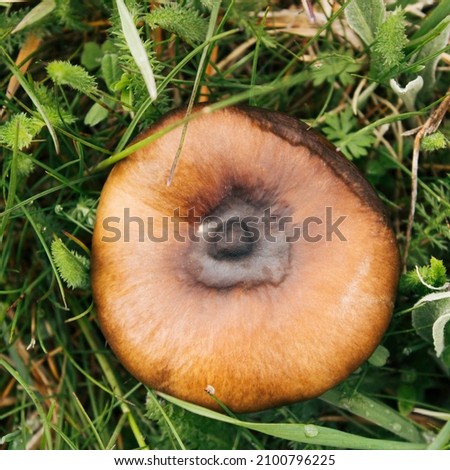 Magic Mushroom in green grass.  Psilocybin mushroom. Flat lay. Nature concept..