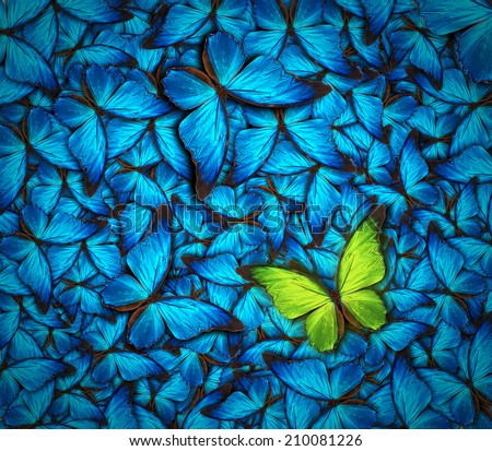beautiful background with lot of different butterflys
