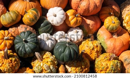 
Pumpkins cover the whole picture
