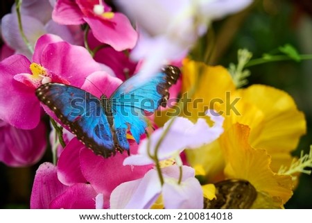 Natural pastel background. Morpho butterfly and pink flowers. Yellow and pink giving beautiful contrasts for the blue butterfly.