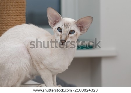 A beautiful oriental cat, with blue eyes and large ears. Extreme type. Siamese oriental breed. Royalty-Free Stock Photo #2100824323