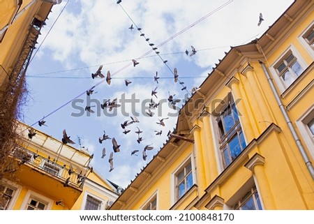 A flock of pigeons flying up in the sky in front of yellow facades of old yard buildings, blue cloudy sky and wires. A photo taken in Odessa, Ukraine.