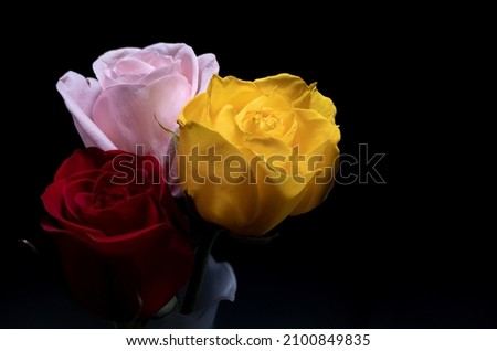 red rose yellow rose pink rose on vase with black surface and black background
