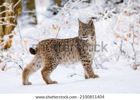Lynx in winter. Young Eurasian lynx, Lynx lynx, walks in snowy beech forest. Beautiful wild cat in nature. Cute animal with spotted orange fur. Beast of prey in frosty day. Predator in habitat. Royalty-Free Stock Photo #2100851404