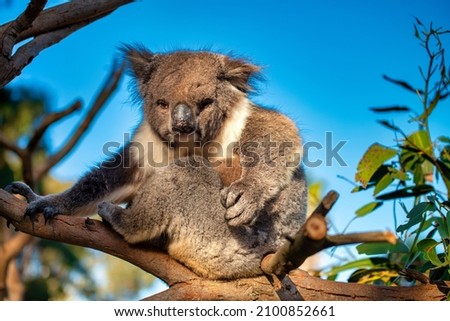 A cute, furry koala sitting on the Eucalyptus tree with a blurred background Royalty-Free Stock Photo #2100852661