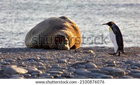 A large walrus and an Emperor penguin in South Georgia