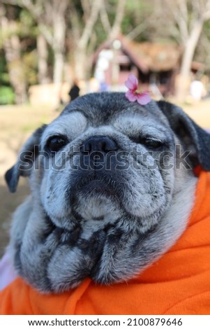 Close-up photo of pug, old fat dog, cute, with flowers on his head, funny face