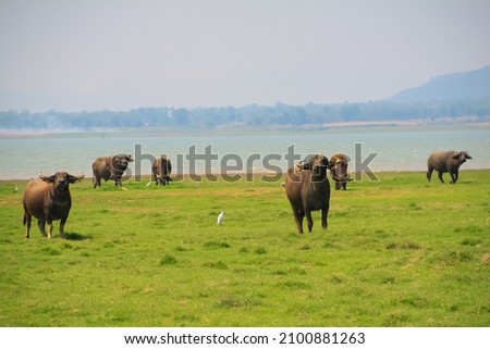 Thai Buffalo Grazing on the Grasslands in Thailand with a Lake in the Background. 