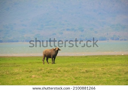 Thai Buffalo Grazing on the Grasslands in Thailand with a Lake in the Background. 