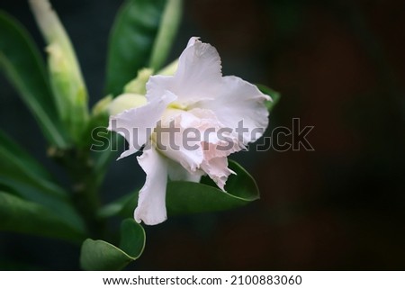 White adenium flower and green leaves with dark background