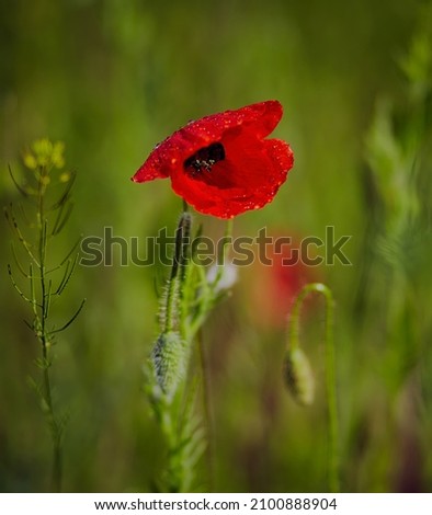 A vertical shot of a beautiful red poppy blooming in the field