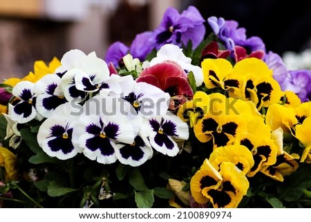 A closeup of beautiful colorful pansy flowers in a bouquet on a blurry backgroun