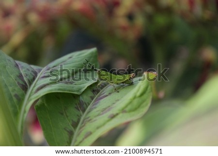 small grasshopper on the leaf