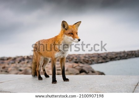 A closeup shot of an orange fox standing near a sea
