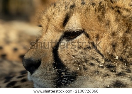A closeup shot of a beautiful cheetah in its habitat