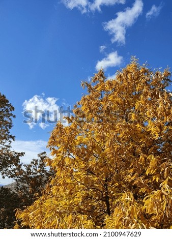 A Beautiful view a forest with an autumn landscape and  colorful trees