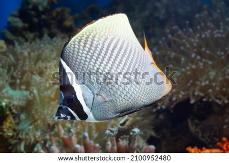 Beautiful fish on the seabed and coral reefs, underwater beauty of fish and coral reefs, Red-tailed butterflyfish (Chaetodon collare) marine fish