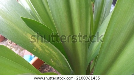 Beautiful shape of green leaf for background and wallpaper