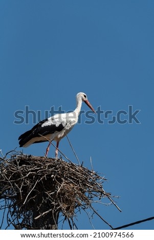 A stork in a nest on an electric pole against a blue sky. The arrival of storks or the first signs of spring in Europe.