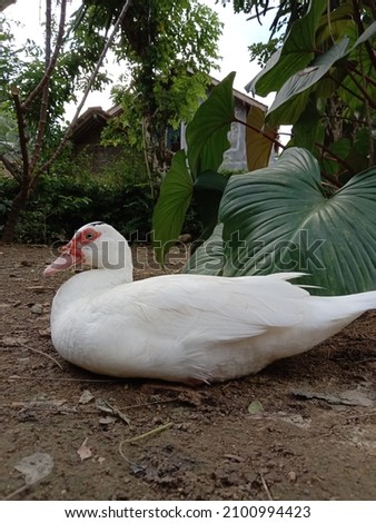 a duck (cairina moschata) resting around the back of the house