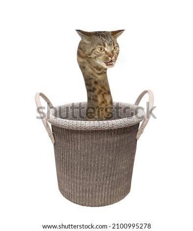 A beige cat snake is inside a knitting basket with handles. White background. Isolated.