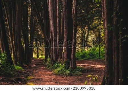 The path in Los Dinamos Forest, Mexico City  Royalty-Free Stock Photo #2100995818