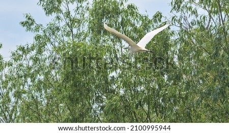 The great egret, also known as the common egret, large egret, or great white egret or great white heron. A large wild bird in flight between green trees. Location: Danube Delta, Ukraine.