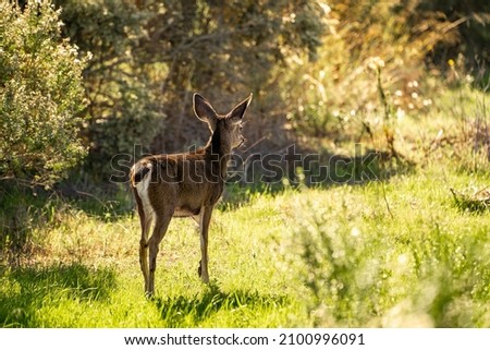 A young California Mule Deer (Odocoileus hemionus californicus) stands on a meadow. 