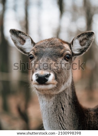 deer in the forest, wildlife picture