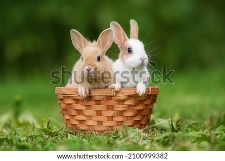 Two little rabbits sitting in the basket in summer Royalty-Free Stock Photo #2100999382