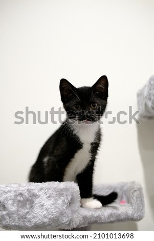 Kitten Cat Black Domestic cute pet portrait kitty