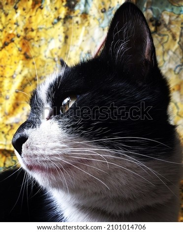 A vertical closeup shot of a cute black and white cat