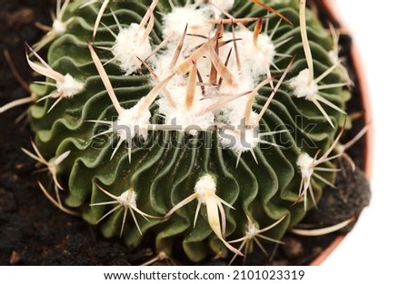Stenocactus multicostatus, the brain cactus, small cactus with unusual wavy ribs natural macro floral background
