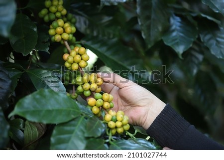 organic arabica yellow coffee with farmer picking in farm.harvesting Robusta and arabica  coffee berries by agriculturist hands,Worker Harvest arabica coffee berries on its branch, harvest concept.