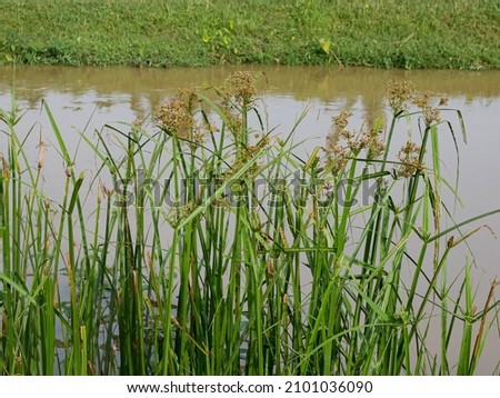 Club-rush or Scirpus group of the Cyperáceae family by the river.