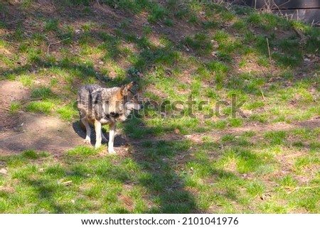 An adult wolf in the woods on a sunny spring day, out of focus