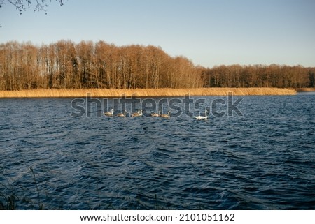 Young swans with gray plumage calmly swim on the lake on a sunny day. . High quality photo