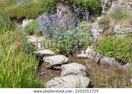 Path in a garden with alpine flowers