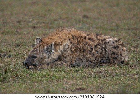 Hyenas in the National Park Tsavo East, Tsavo West and Amboseli in Kenya
