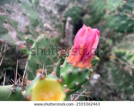 Close up view cactaceae cactus flower on hills selective focus