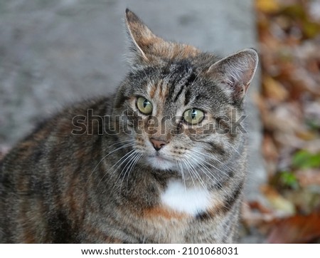 A high angle shot of a cat in a park during the day