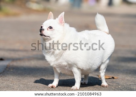 chubby fat white chihuahua puppy 